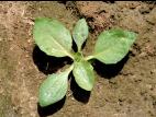 Plantain majeur (Plantago major)_3