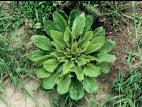 Plantain majeur (Plantago major)_4