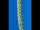 Plantain majeur (Plantago major)_6