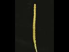 Plantain majeur (Plantago major)_9
