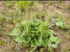 Plantain majeur (Plantago major)_10