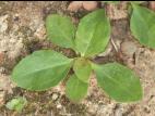 Plantain majeur (Plantago major)_11