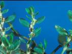 Renouée coriace (Polygonum achoreum)_4