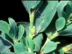 Renouée coriace (Polygonum achoreum)_5