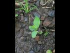 Renouée coriace (Polygonum achoreum)_16
