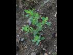Renouée coriace (Polygonum achoreum)_17