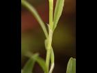 Renouée oiseaux (Polygonum aviculare)_17