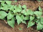 Renouée liseron (Fallopia convolvulus)_5
