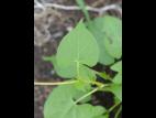 Renouée liseron (Fallopia convolvulus)_13