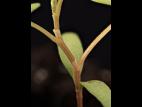Renouée liseron (Fallopia convolvulus)_14