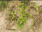 Renouée poivre eau (Persicaria hydropiper)_11