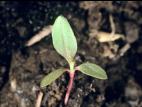 Renouée persicaire (Persicaria maculosa)_1