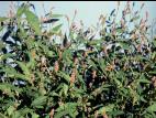 Renouée persicaire (Persicaria maculosa)_5