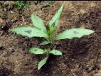 Renouée persicaire (Persicaria maculosa)_10
