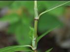 Renouée persicaire (Persicaria maculosa)_17
