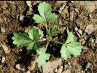 Potentille Norvège (Potentilla norvegica)_1