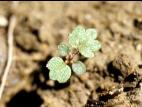 Potentille Norvège (Potentilla norvegica)_5