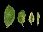 Pomme - glyphosate (9)_6