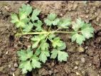 Renoncule rampante (Ranunculus repens)_3