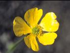 Renoncule rampante (Ranunculus repens)_4