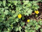 Renoncule rampante (Ranunculus repens)_6