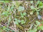 Renoncule rampante (Ranunculus repens)_7