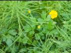 Renoncule rampante (Ranunculus repens)_8