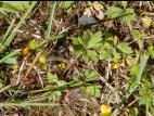 Renoncule rampante (Ranunculus repens)_9
