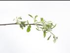 Pomme - glyphosate (9)_9