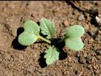 Radis sauvage (Raphanus raphanistrum)_1