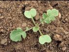Radis sauvage (Raphanus raphanistrum)_2