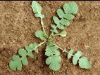Radis sauvage (Raphanus raphanistrum)_3