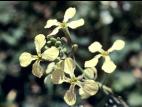 Radis sauvage (Raphanus raphanistrum)_5