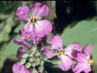 Radis sauvage (Raphanus raphanistrum)_6