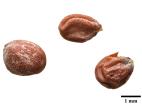 Radis sauvage (Raphanus raphanistrum)_11