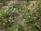 Lychnide blanche (Silene latifolia)_22
