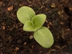 Lychnide blanche (Silene latifolia)_23