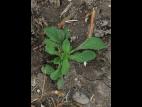 Lychnide blanche (Silene latifolia)_25