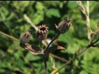 Lychnide blanche (Silene latifolia)_30