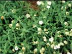 Silene enflé (Silene vulgaris)_1