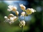 Silene enflé (Silene vulgaris)_4