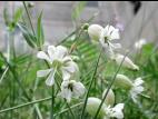 Silene enflé (Silene vulgaris)_5