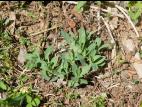 Silene enflé (Silene vulgaris)_8