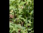 Silene enflé (Silene vulgaris)_11