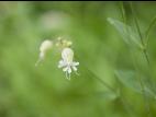 Silene enflé (Silene vulgaris)_13