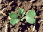 Moutarde champs (Sinapis arvensis)_1