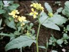 Moutarde champs (Sinapis arvensis)_5