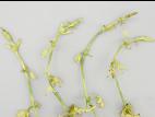 Houblon - glyphosate (9)_3