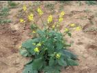 Moutarde champs (Sinapis arvensis)_9