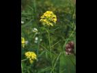 Moutarde champs (Sinapis arvensis)_16